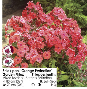 Phlox - Orange Perfection
