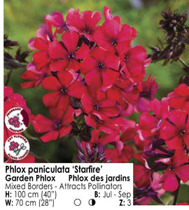 Phlox - Starfire