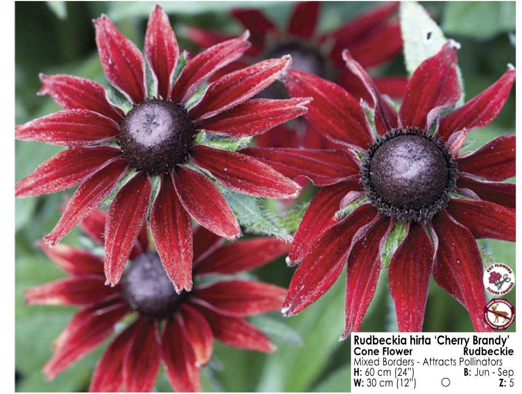 Rudbeckia - Cherry Brandy