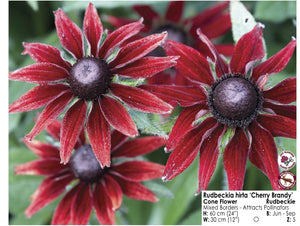 Rudbeckia - Cherry Brandy