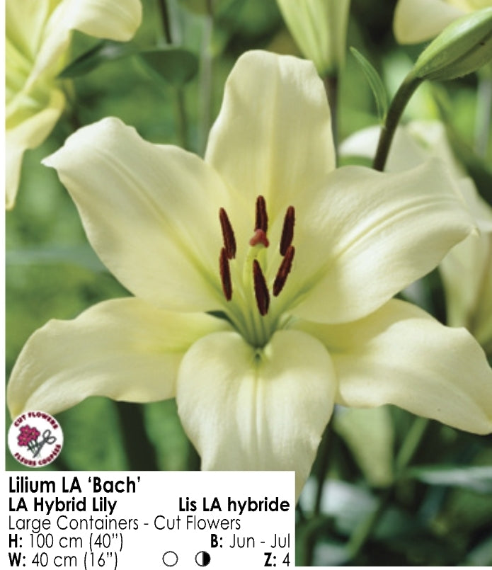 Lily - LA Hybrid "Bach"