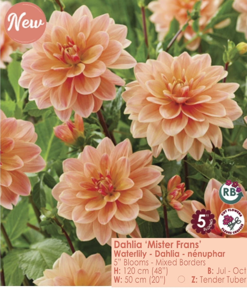 Dahlia - Mister Frans
