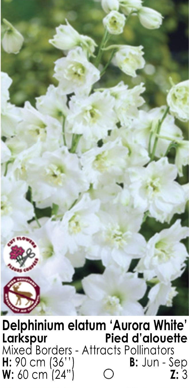 Delphinium - Aurora White