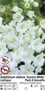 Delphinium - Aurora White