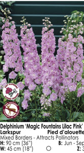 Delphinium - Magic Fountains Lilac Pink