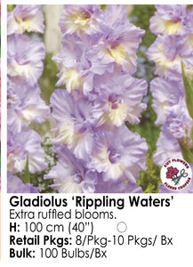 Gladiolus - Rippling Waters (10)