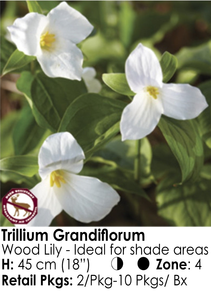 Trillium - Grandiflorum