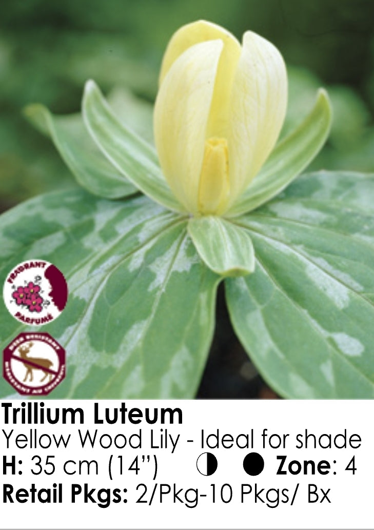 Trillium - Luteum