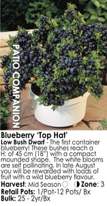 Blueberries - Lowbush Tophat