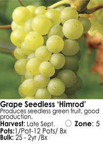 Grape - Seedless Himrod