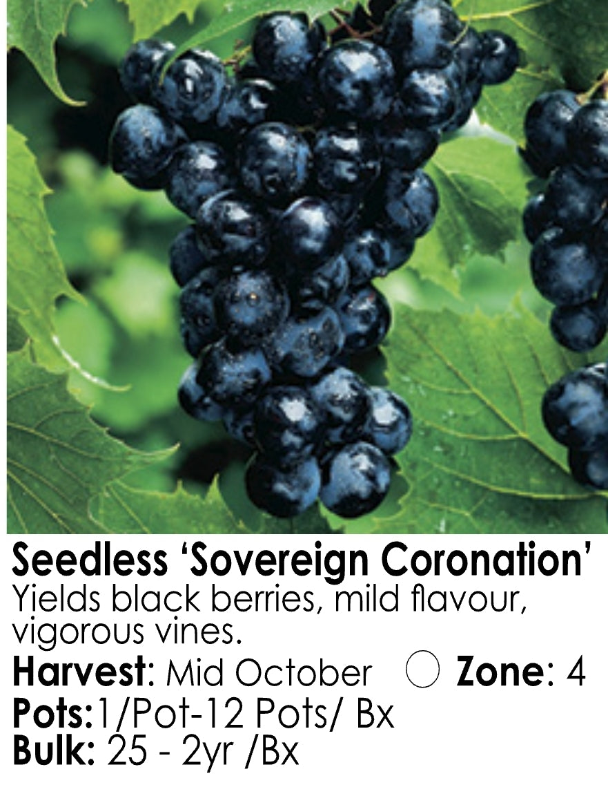 Grape - Seedless Sovereign Coronation