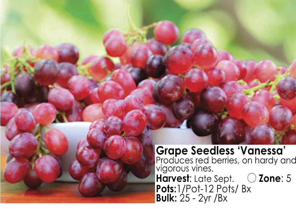 Grape - Seedless Vanessa