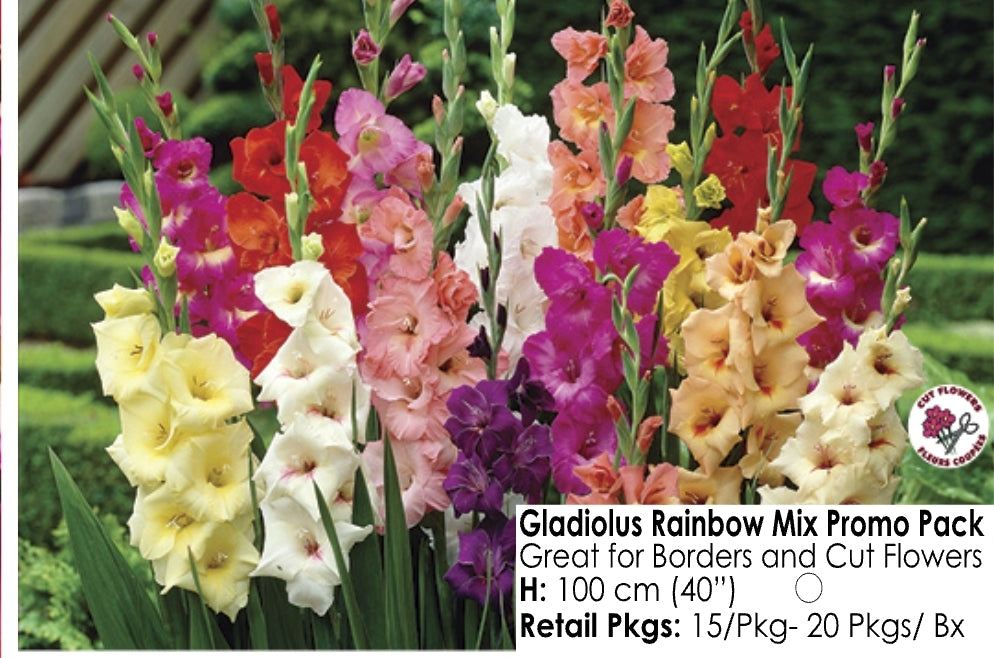 Gladiolus - Rainbow Mix (15)