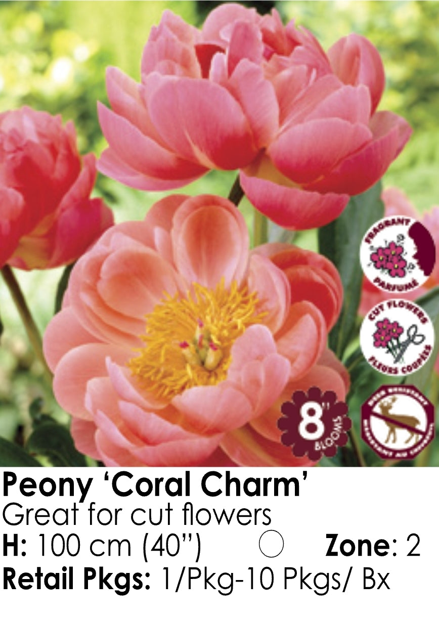 Peony - Coral Charm