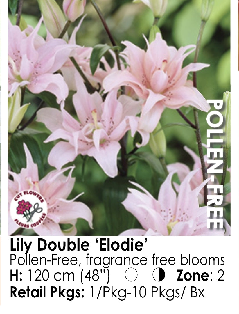 Lily - Double "Elodie" (2)
