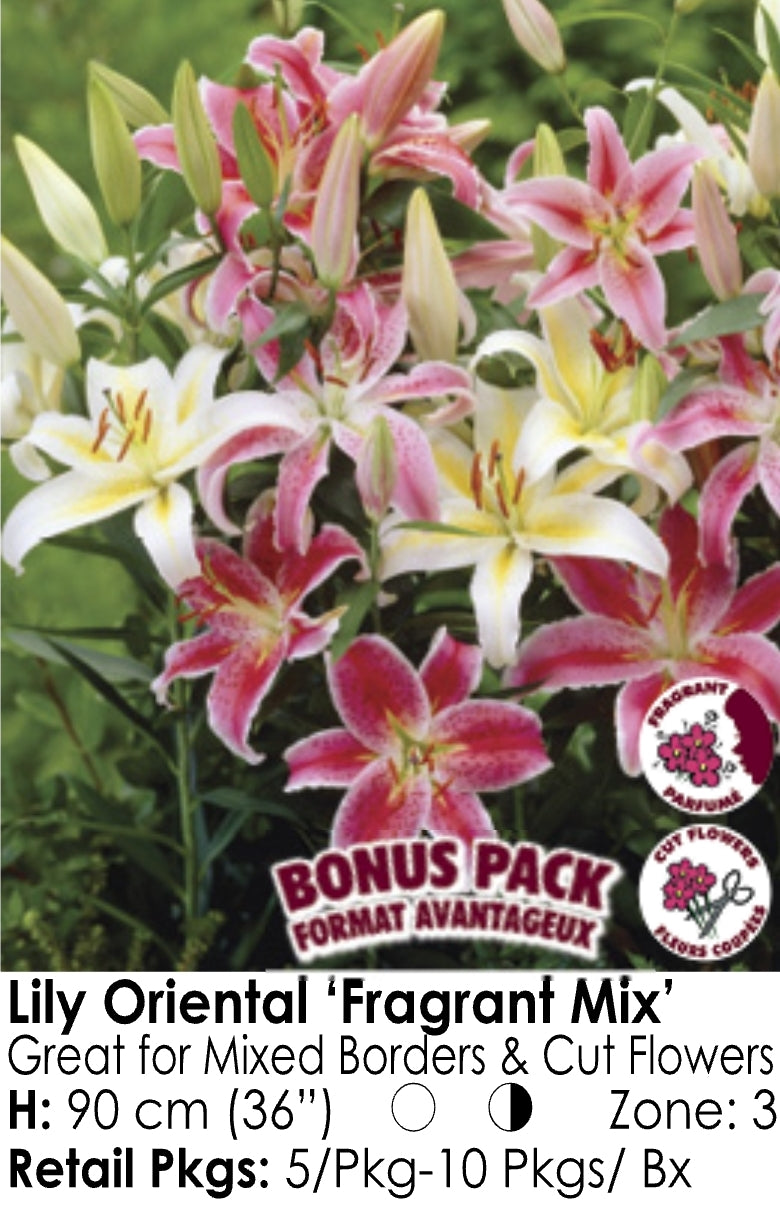Lily - Oriental "Fragrant Mix" (5)