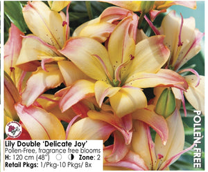 Lily - Double "Delicate Joy" (2)