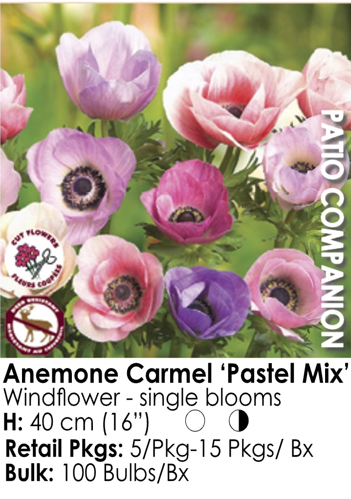 Anemone - Caramel Pastel Mix (5)
