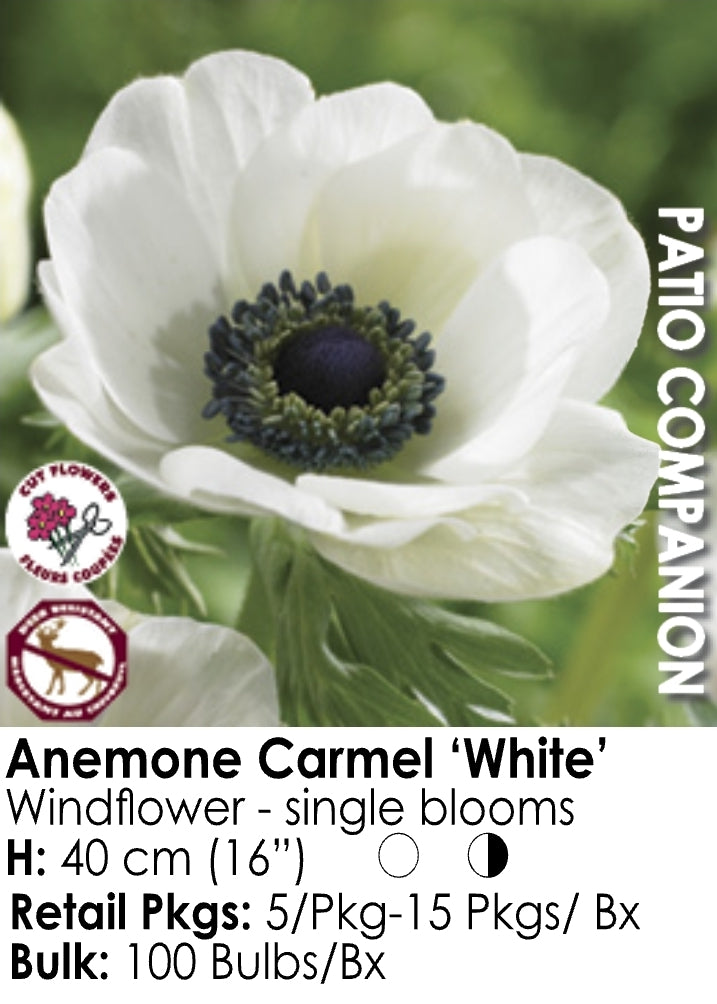 Anemone - Caramel White (5)
