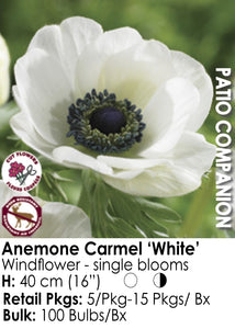 Anemone - Caramel White (5)
