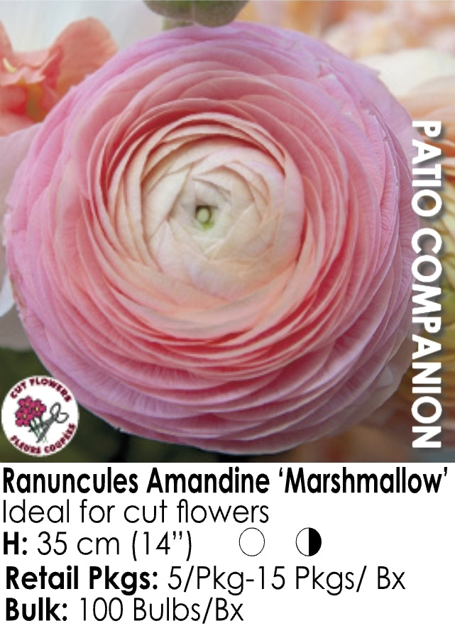 Ranunculus - Marshmallow (5)