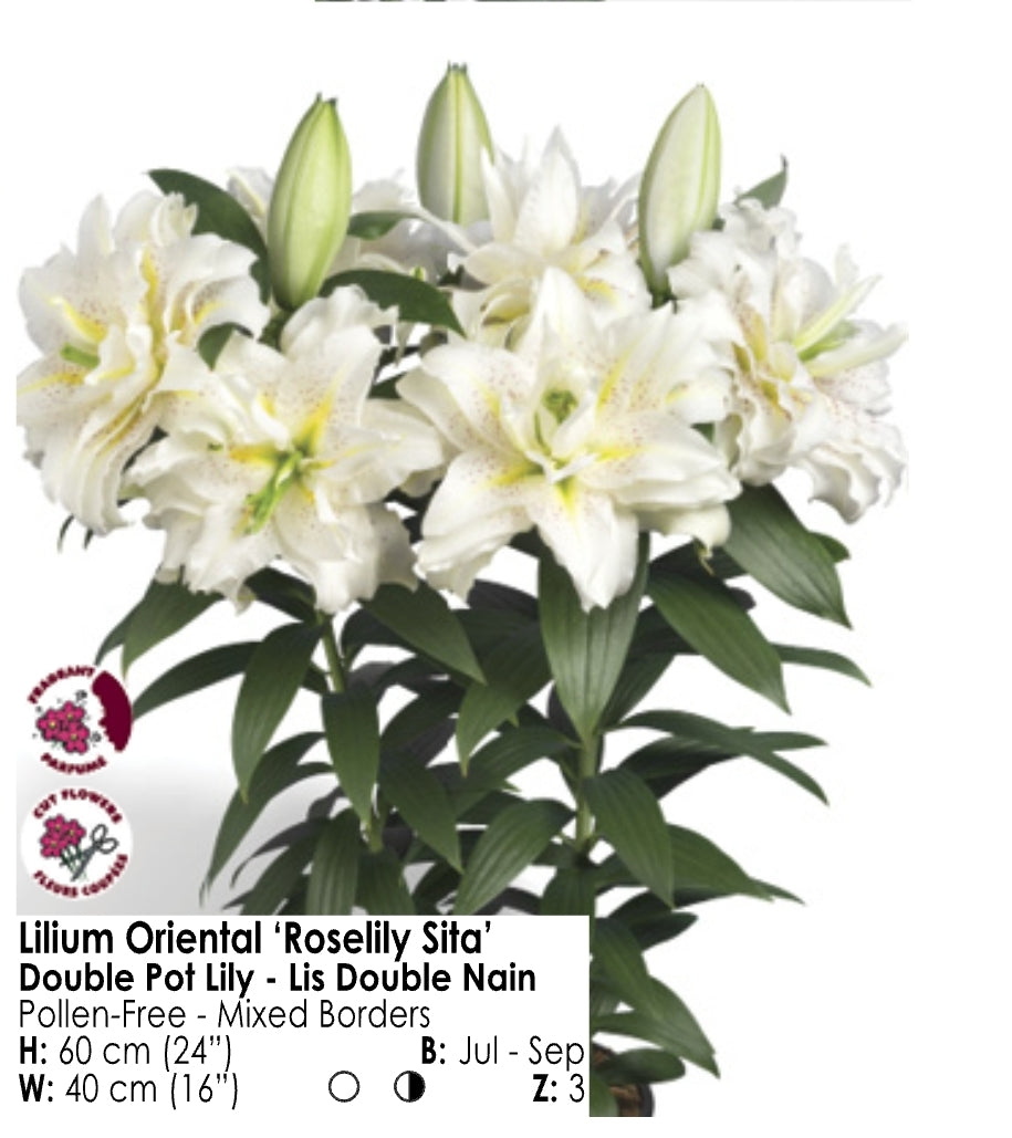 Lily - Double Oriental "Roselily Sita" (3)