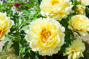 Peony - Itoh - Bartzella