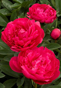 Peony - Kansas