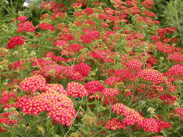 Achillea - Paprika