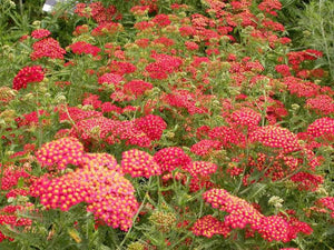 Achillea - Paprika