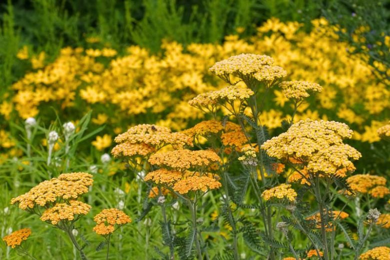 Achillea - Terracotta