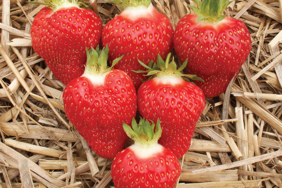 Strawberry - AC St-Laurent