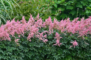 Astilbe - Bressingham Beauty