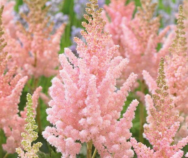 Astilbe - Visions Inferno