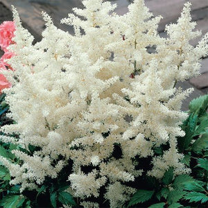Astilbe - White