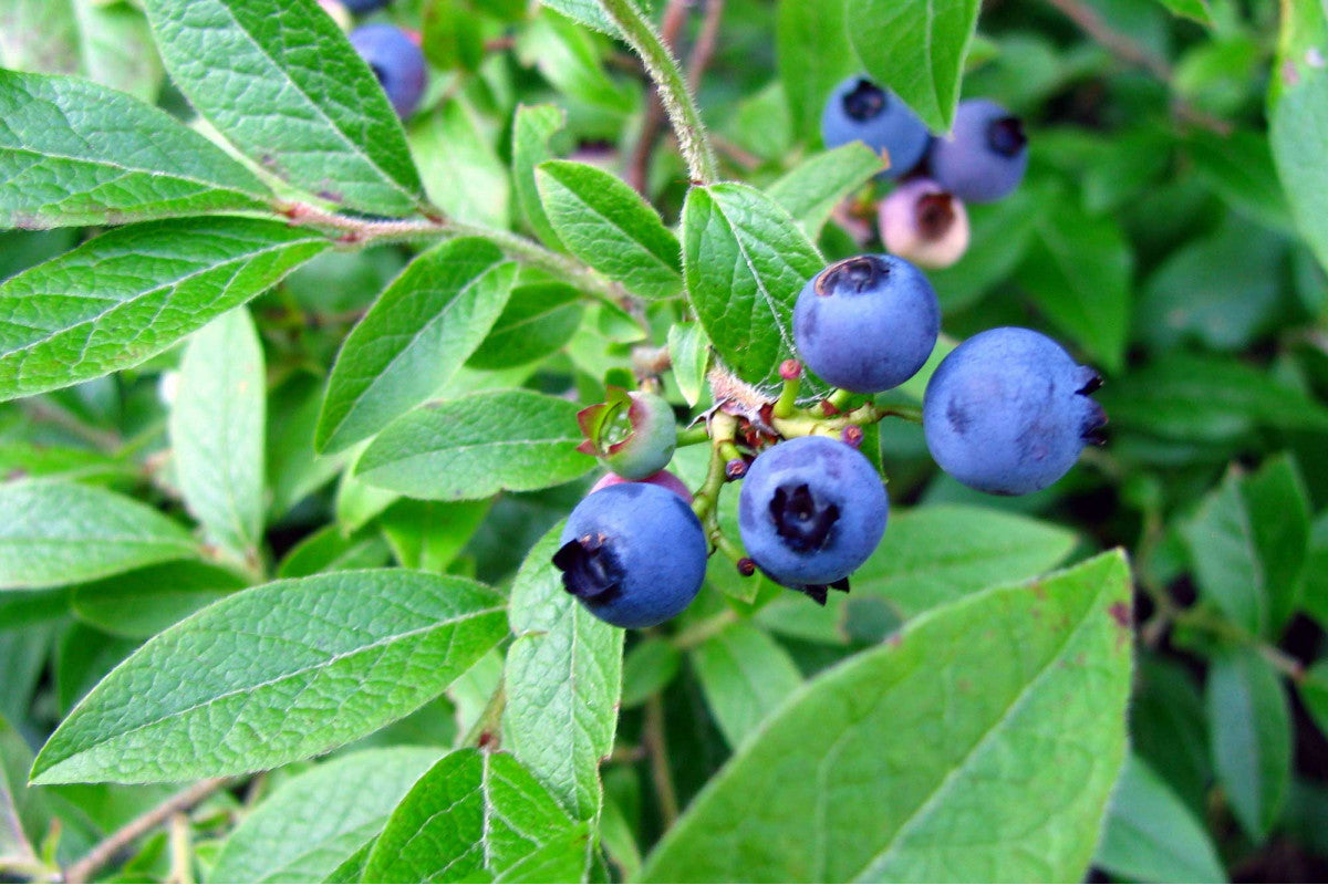 Blueberries - Lowbush Blomidon