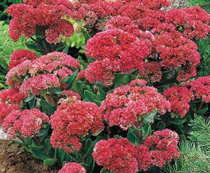 Sedum - Munsted Dark Red