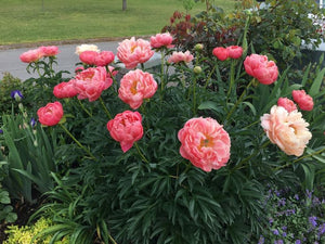 Peony - Coral Sunset