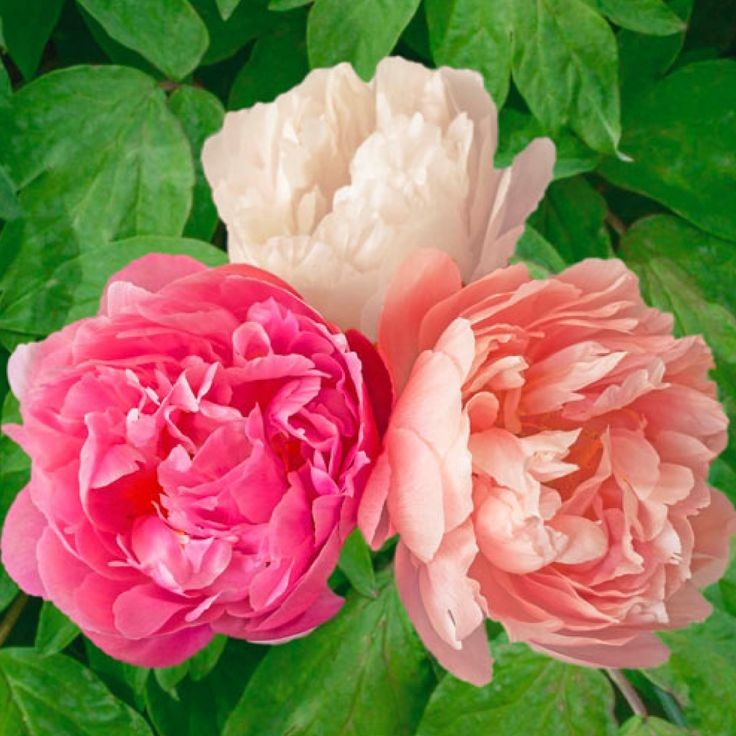 Peony - Pink Hawaiian Coral