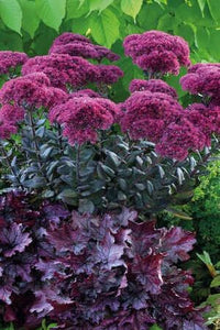 Sedum - Thunderhead