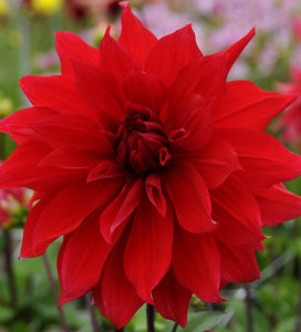 Dahlia - Babylon Red