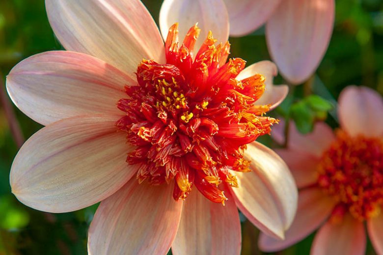 Dahlia - Totally Tangerine