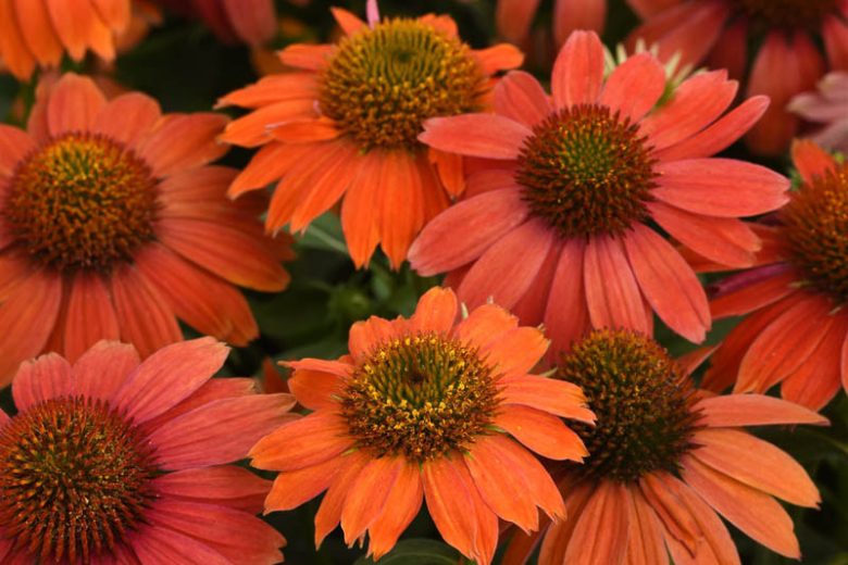 Echinacea - Red Ombre
