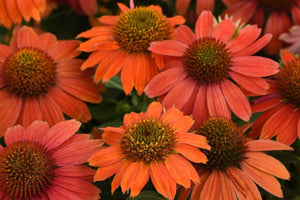 Echinacea - Red Ombre