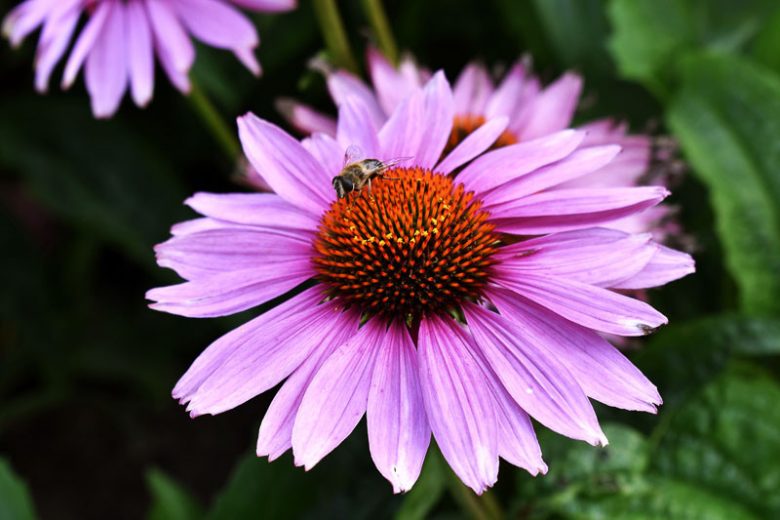 Echinacea - Ruby Star