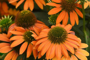 Echinacea - Artisan Soft Orange