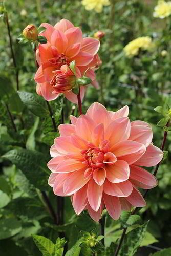 Dahlia - Dalegria Tricolore