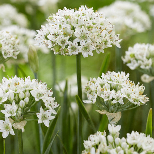 Allium - Cliffs of Dover