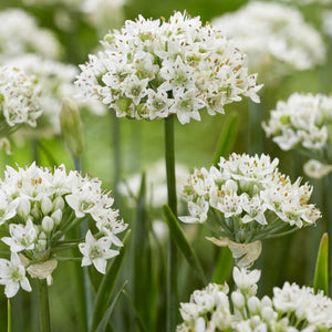 Allium - Cliffs of Dover