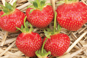 Strawberry - Galetta
